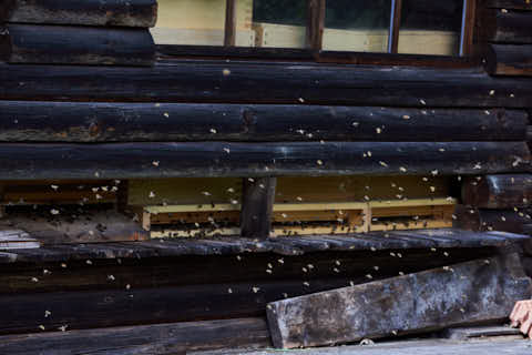 Gemeinde Töging Landkreis Altötting Engfurt Bienenhaus an der Klausenkirche (Dirschl Johann) Deutschland AÖ